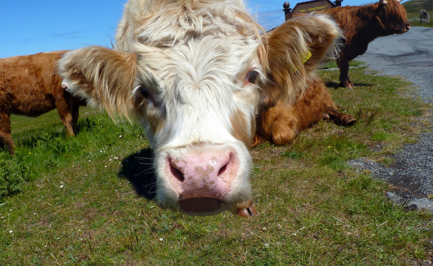 Grazing cattle