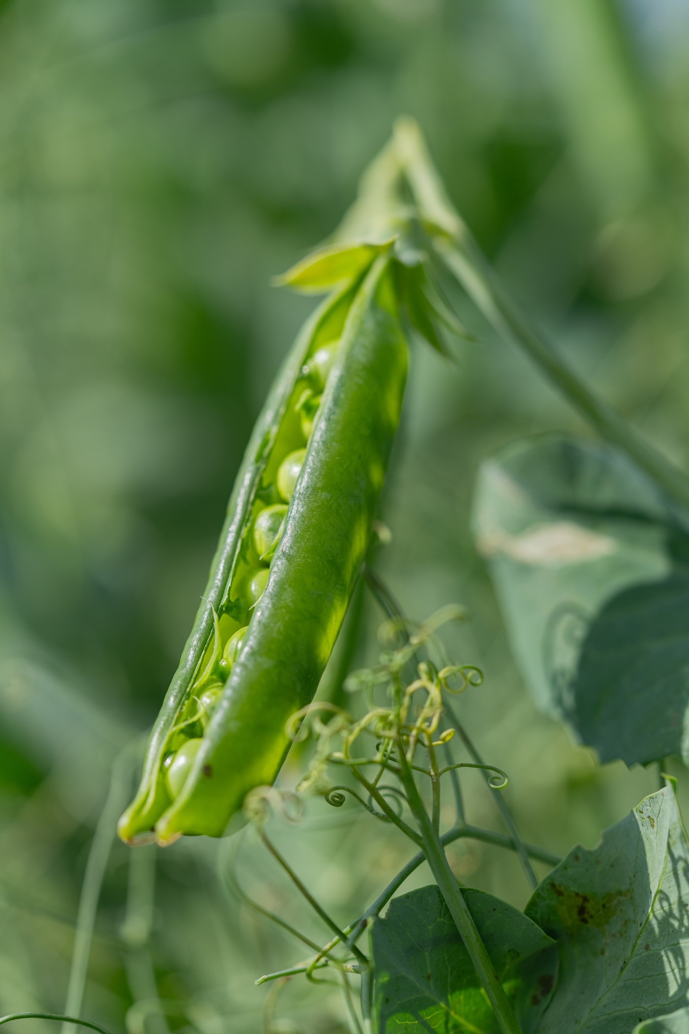 Fresh peas in a pod